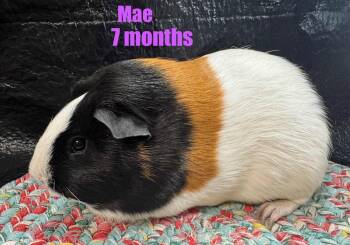 Rescue Short Haired Guinea Pigs for Adoption in Red Oak, Iowa - Mae | PetCurious